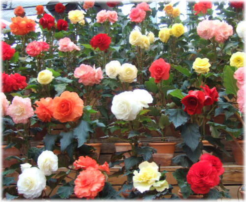 begonia1.jpg