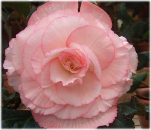 begonia2.jpg