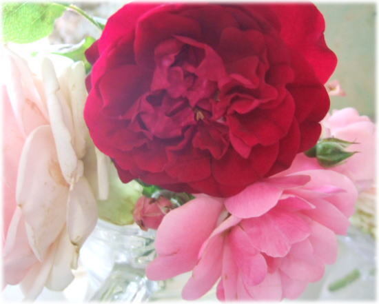 rose.jpg