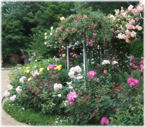 rose4.jpg